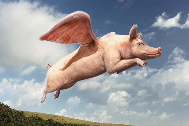Свинотерапия как средство от аэрофобии
