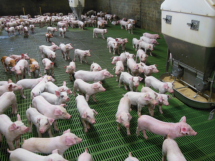 Передача болезней у свиней