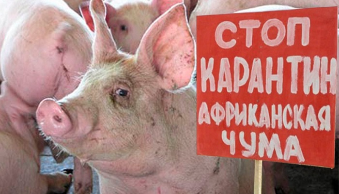 Карантин по африканской чуме свиней введен в Медведевском районе Марий Эл