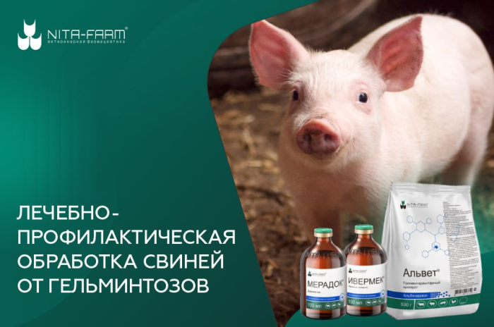 Лечебно-профилактическая обработка свиней от гельминтозов