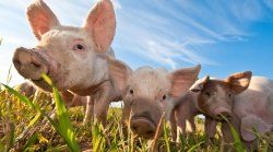 Влияние болезней на производственные показатели свиней на стадии выращивания - откорма