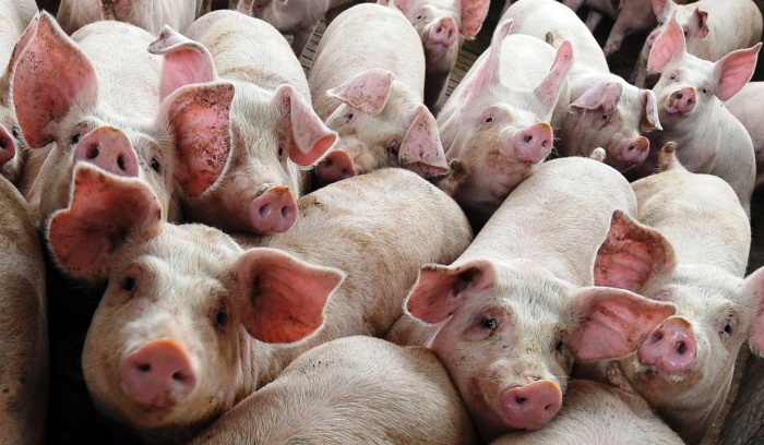 Программа действий специалиста по предотвращению расстройств пищеварения у молодых поросят