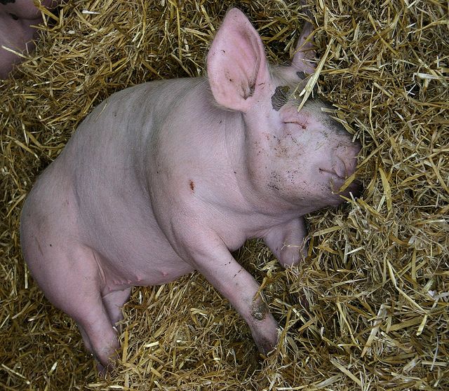 Для чего изолируют больное свиней?