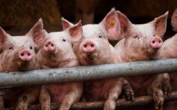 Снижение уровня протеина и фосфора в комбикорме для свиней – как это работает?
