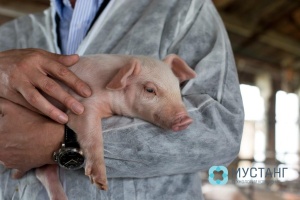 Что происходит с рынком свинины в России? 