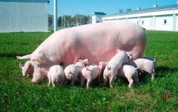 Чтобы улучшить качество свинины