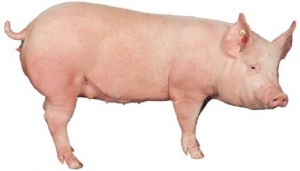 Национальная конференция отрасли свиноводства, наблюдения