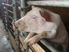 Обоснованность ветеринарных обработок в свиноводческих хозяйствах.