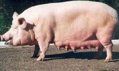 Нужно ли выбраковывать свиноматок по результатам первого опороса?