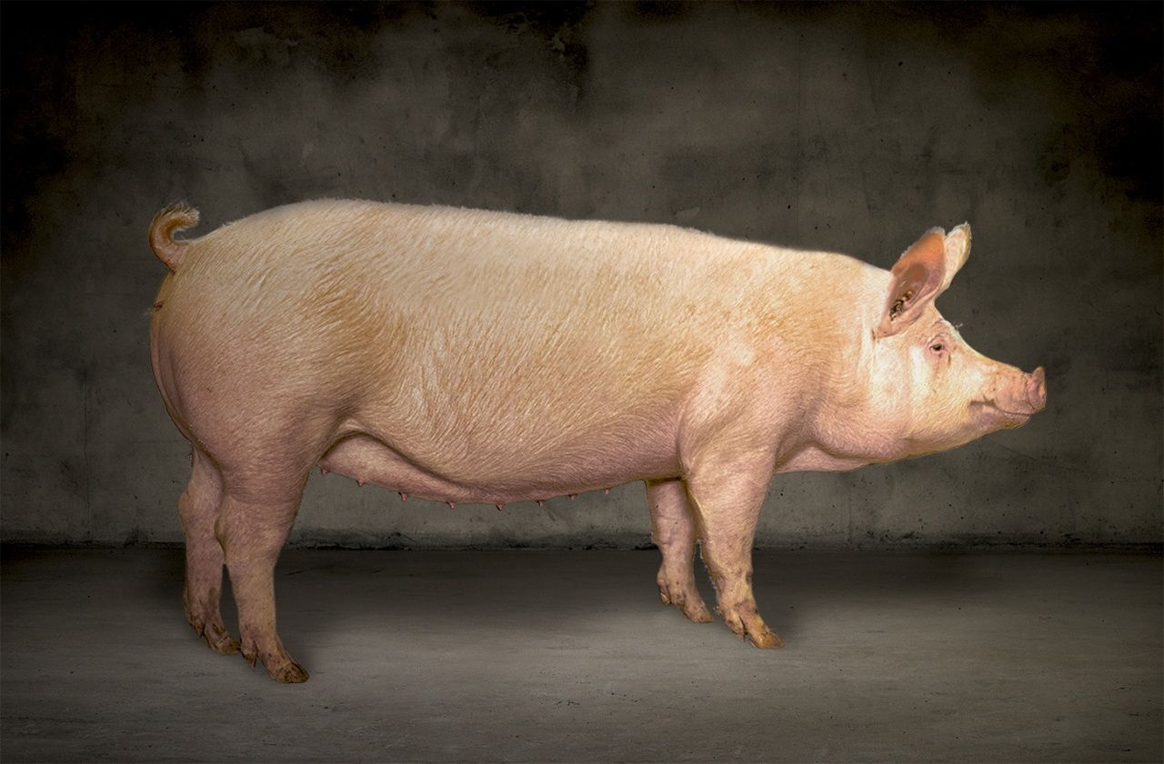 картинки больших свиней
