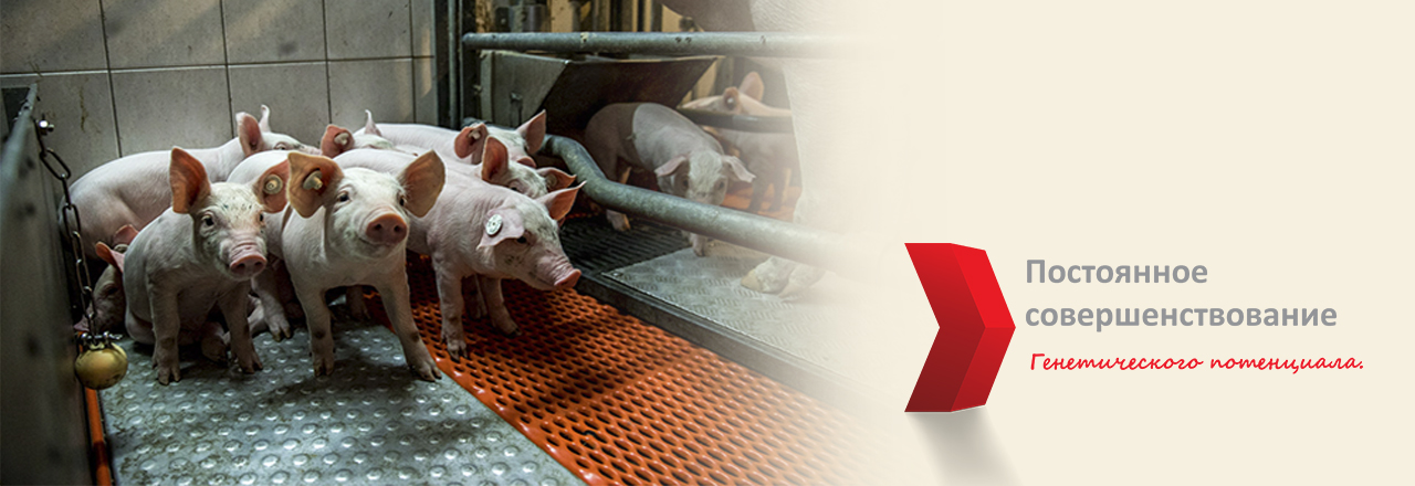 Генетика ПИК