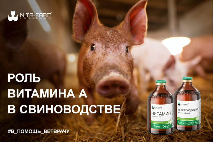 Роль витамина А в свиноводстве