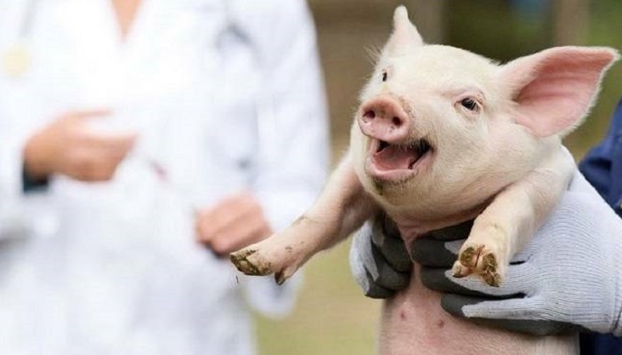 Новая вакцина Circumvent CL от Merck Animal Health: простой шаг к здоровью свиней