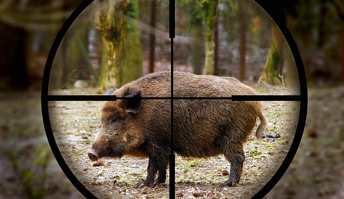 Угроза на пороге: как цирковирус свиней угрожает диким кабанам и домашнему скоту в Подмосковье