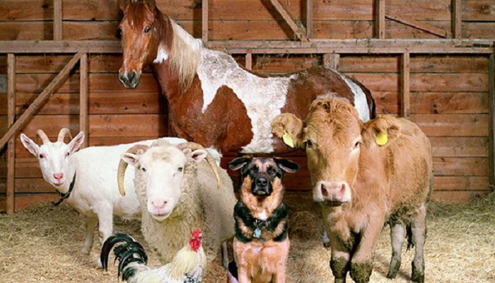 Пастереллез в Новосибирской области: внимание к угрозе и меры предосторожности