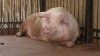 Сравнение воздействия поведения некастрированных хряков и свинок перед забоем на повреждения к...