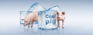 Тепловой стресс у свиней. Что делать?
