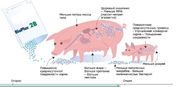 Эффективность БиоПлюс 2Б в свиноводстве
