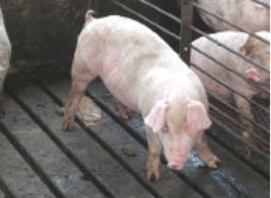 Кровяная диарея свиней