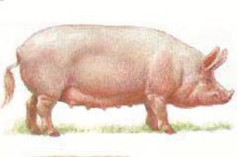 Литовская белая порода свиней 
