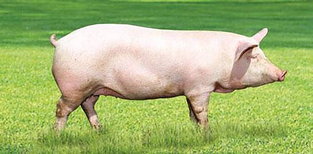 Ливенская порода свиней 