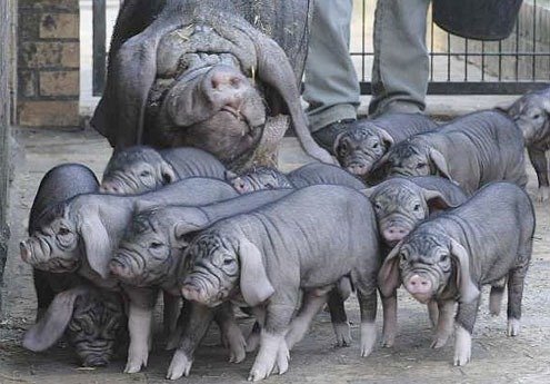 Порода свиней Мейшан 