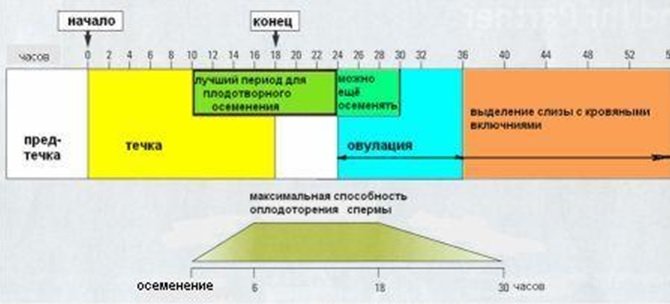 Схема осеменения крс