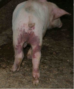 Особенности проявления цирковирусной инфекции свиней