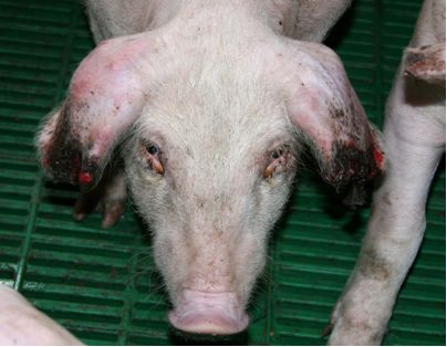 Особенности проявления цирковирусной инфекции свиней