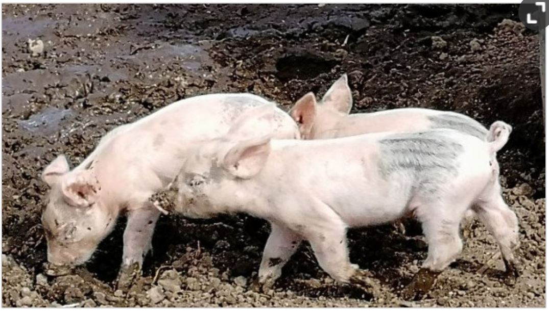 Контрольная работа по теме Принципы выращивания свиней