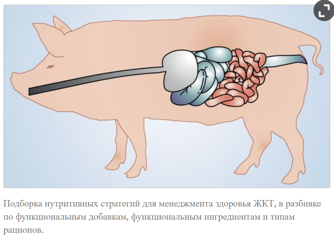 Свинка проходит. Система пищеварения у свиней. Желудочно кишечный тракт свиньи. Анатомия ЖКТ свиньи. Пищеварительная система свиньи.