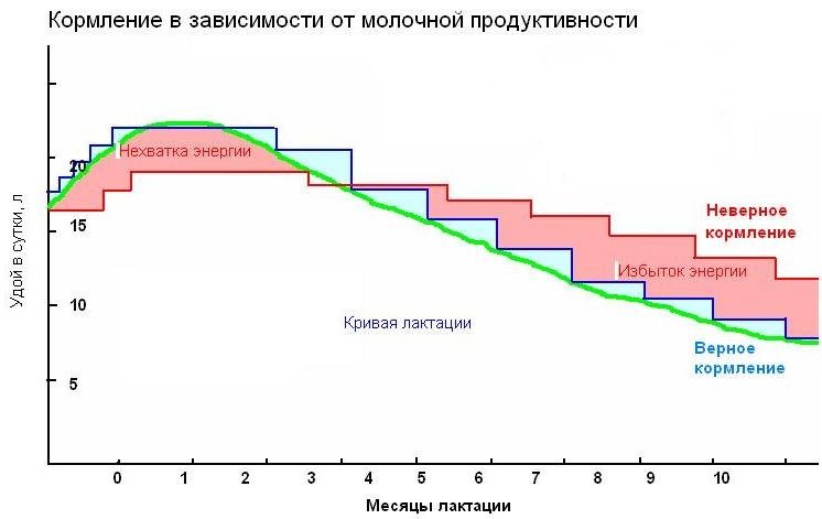 Схема лактации коровы