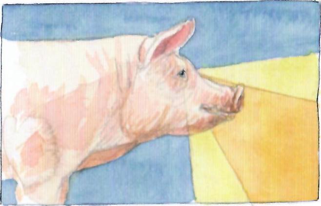 Особенности зрительного восприятия свиней | Советы свиноводов