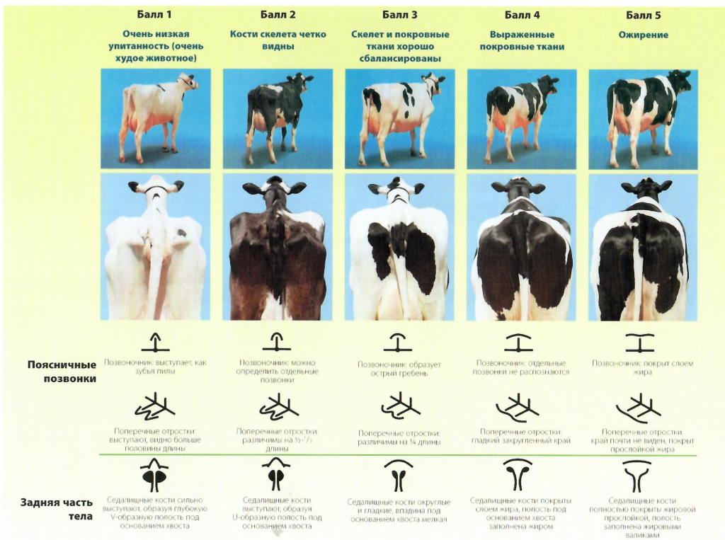 Сколько волос на теле коровы