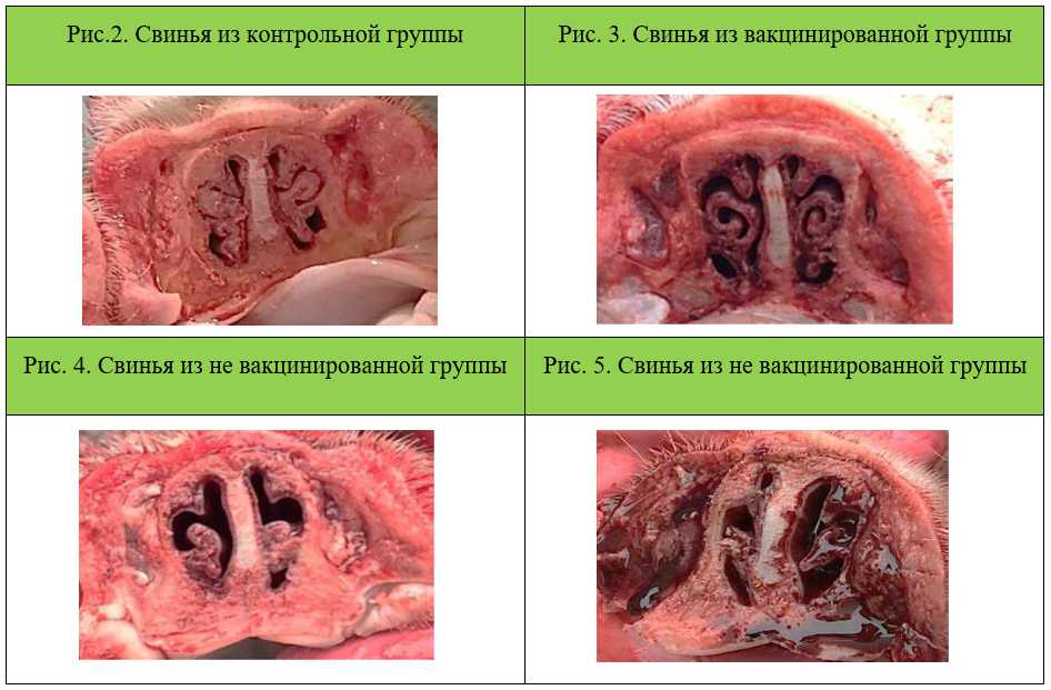 Вакцина от ринита свиней thumbnail