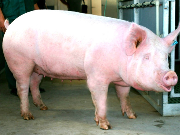 Темпо описание породы свиней характеристики продуктивность содержание и разведение отзывы