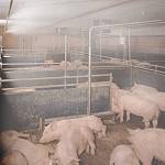Системы микроклимата для свиноферм