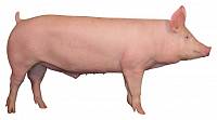Генетика свиноматок, используемых в рамках современного свиноводства