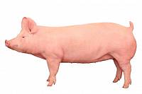Генетика свиноматок, используемых в рамках современного свиноводства