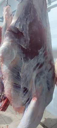 Четвертины быков