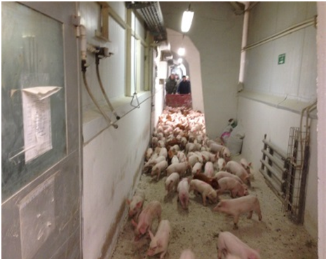 Ветеринарное благополучие промышленных свинокомплексов